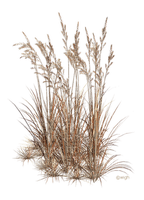 Kaz_Creations Deco Garden Grass - ücretsiz png