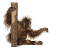 monkey bp - 免费PNG