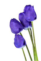 тюльпаны - δωρεάν png