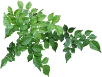 зеленая  ветка - PNG gratuit