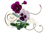 violer--blommor--flowers - δωρεάν png
