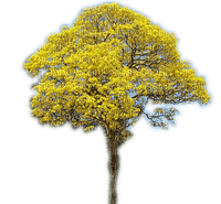 Rena yellow gelb tree frühling