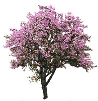pink tree, sunshine3 - ingyenes png