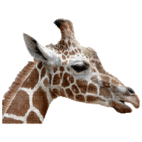 Giraffe bp - Besplatni animirani GIF