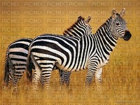 zebra bp - zadarmo png