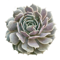 succulent plants bp - zadarmo png