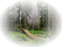 bosque - PNG gratuit