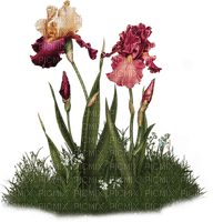 orchids pink bp - bezmaksas png