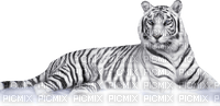 White Tiger - Free PNG