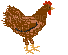 chicken - GIF animate gratis