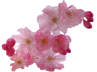 Flowers pink bp - Nemokamas animacinis gif