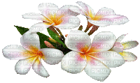 Plumeria - Gratis animeret GIF