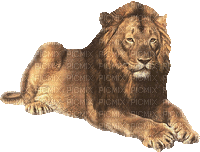 grand lion - Zdarma animovaný GIF