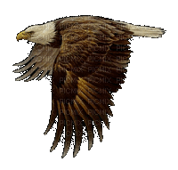 aigle. - Free animated GIF