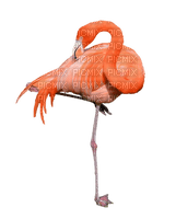 Kaz_Creations Flamingos Birds Bird - png gratuito
