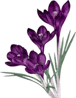 violets - δωρεάν png