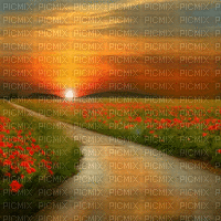 sunset flower field gif bg coucher soleil  fond