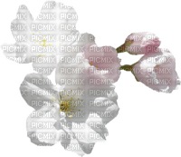 blanca flor - png gratis