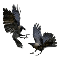 Raven - gratis png