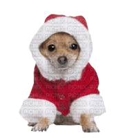Dog, Hund, Weihnachten - png gratis