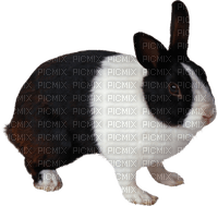 rabbit katrin - ücretsiz png