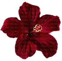 czerwony hibiskus - PNG gratuit