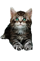 kitty - Бесплатни анимирани ГИФ