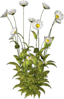 Bloemen en Planten - ingyenes png