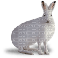 Kaz_Creations Animals Rabbit Hare - besplatni png