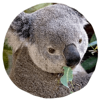 koala - gratis png