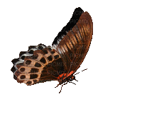 Vlinder - Ilmainen animoitu GIF