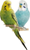birds budgerigar bp - безплатен png