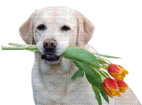 dog with flowers chien fleur