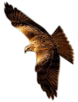 Rena Adler Vogel Bird flying - Free PNG