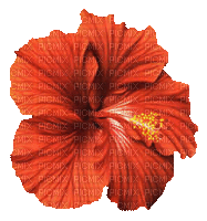Blume, fleur, flower - Ilmainen animoitu GIF
