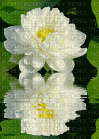 MMarcia gif flor reflexo - 無料のアニメーション GIF