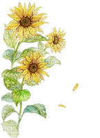 sunflower Bb2 - gratis png
