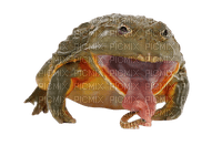 frog eat - ücretsiz png