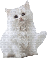 Katze, chat, cat - GIF animé gratuit
