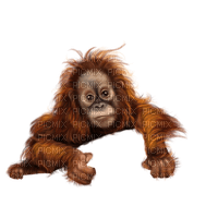 monkey - PNG gratuit