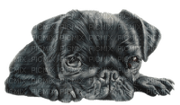 Kaz_Creations Dogs Dog Pup 🐶 - png gratis