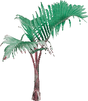 soave deco summer animated tropical tree palm - GIF เคลื่อนไหวฟรี