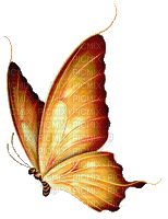 Butterfly - Бесплатный анимированный гифка