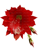 flor - PNG gratuit