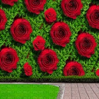 Rose Wall Background - бесплатно png