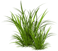 tube herbe