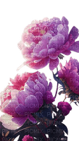 fleurs pivoines - PNG gratuit