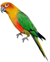 Kaz_Creations Parrot Bird - zdarma png