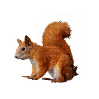 Kaz_Creations Animals Squirrels Squirrel - PNG gratuit