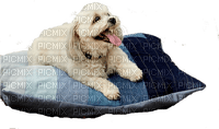 Denim Dogbed with dog - png gratis